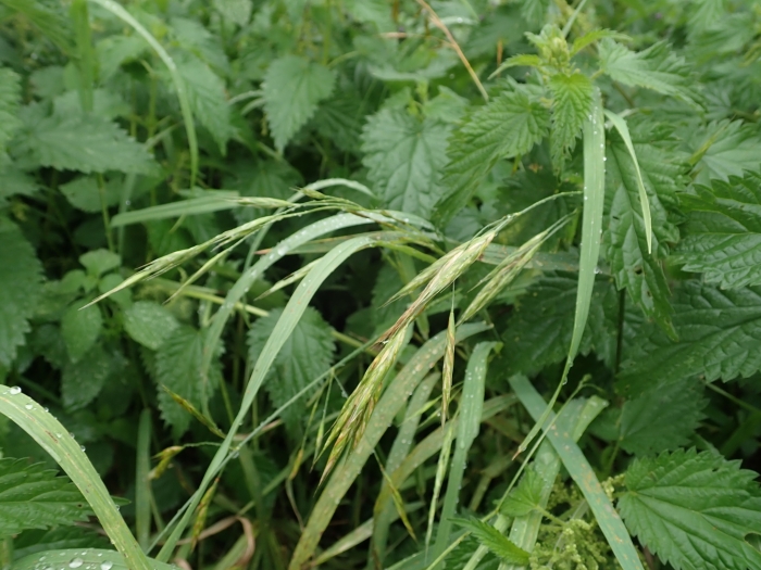 Bromus carinatus image