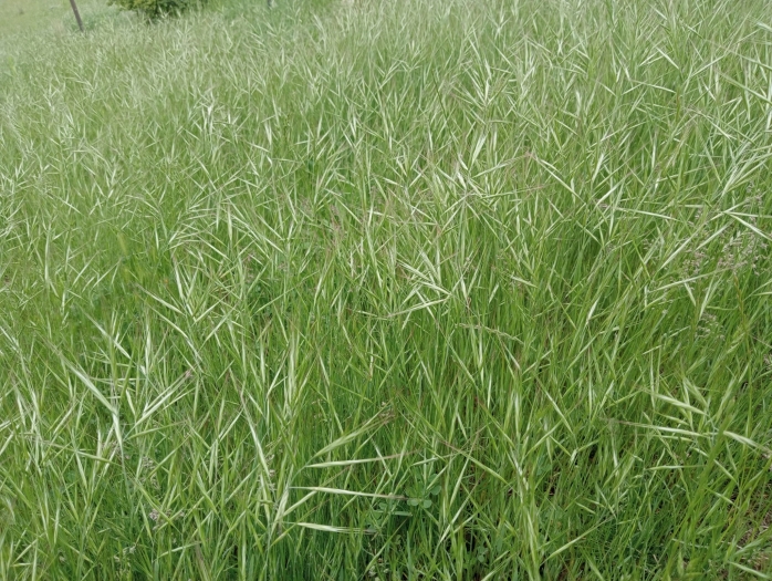 Bromus diandrus image