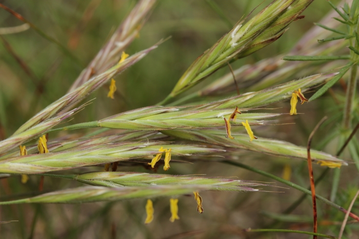 Bromus erectus image