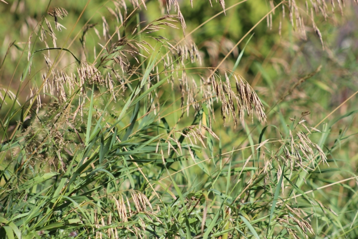 Bromus inermis image