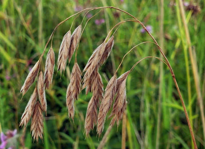 Bromus kalmii image