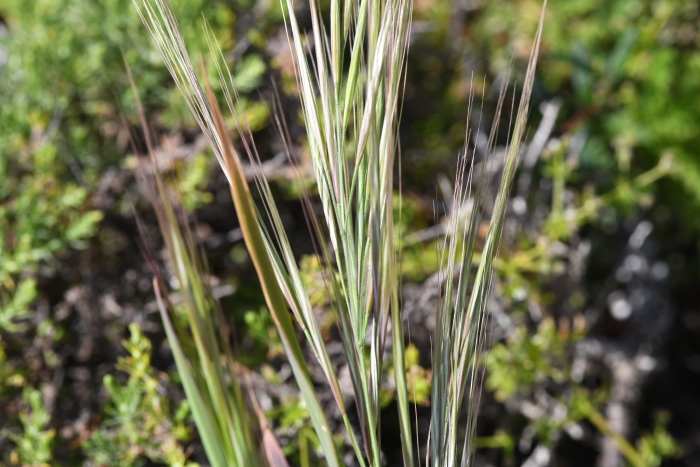 Bromus maritimus image