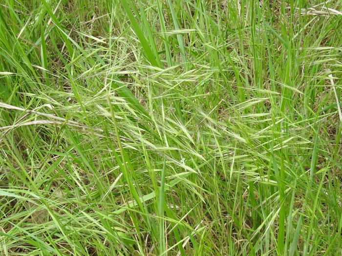 Bromus rigidus image