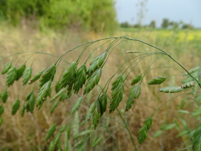 Bromus secalinus image