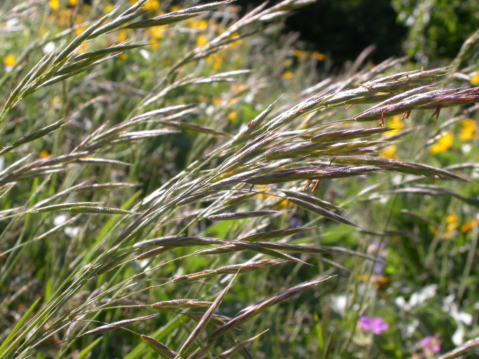 Bromus sitchensis image