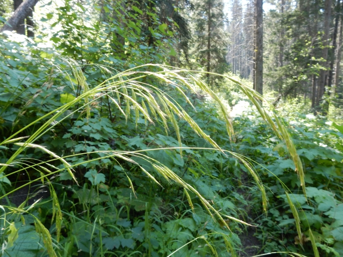 Bromus vulgaris image