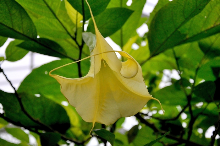 Brugmansia aurea image