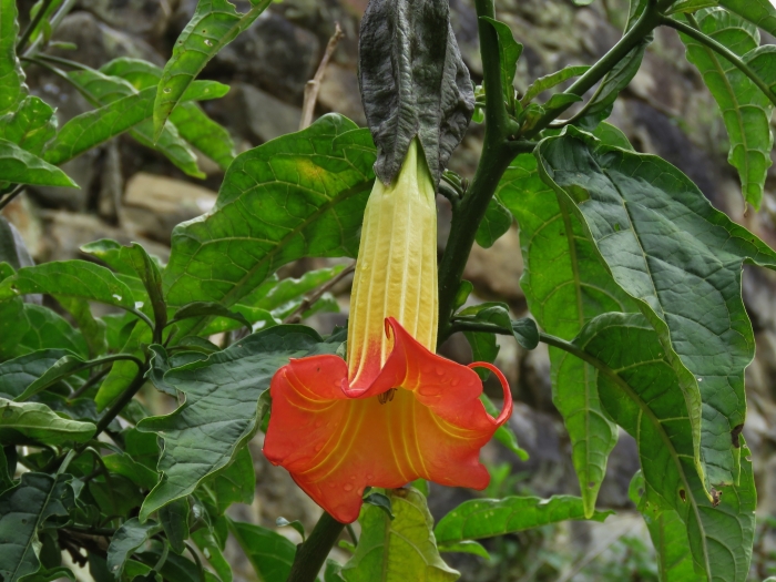 Brugmansia sanguinea image