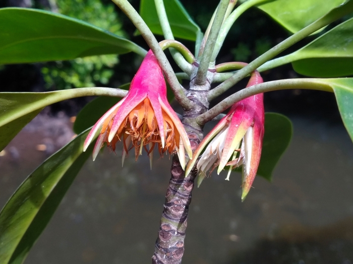 Bruguiera gymnorhiza image