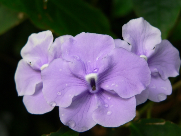 Brunfelsia pauciflora image