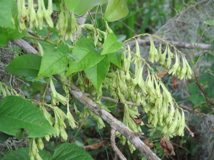 Brunnichia ovata image