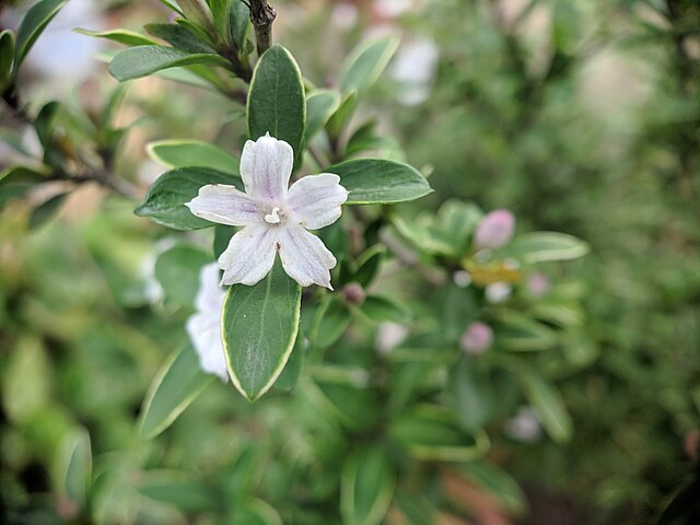 Buchozia japonica image