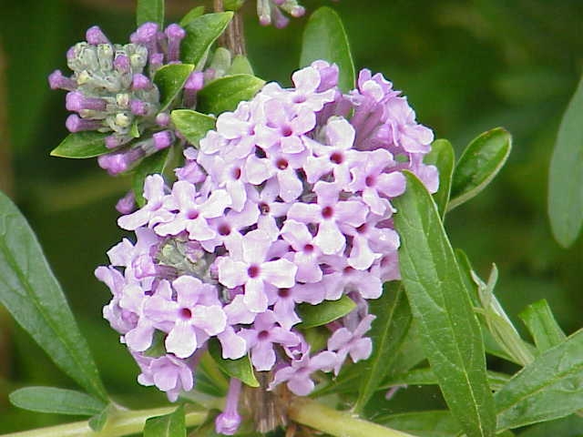 Buddleja alternifolia image