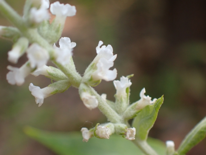 Buddleja asiatica image