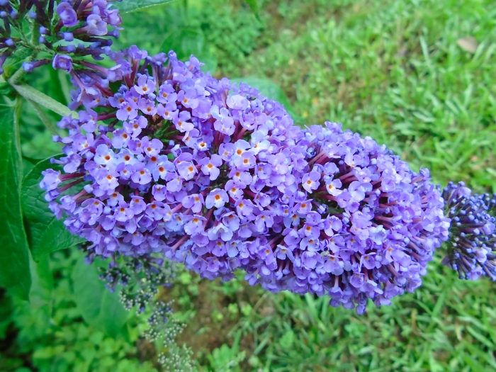 Buddleja davidii image
