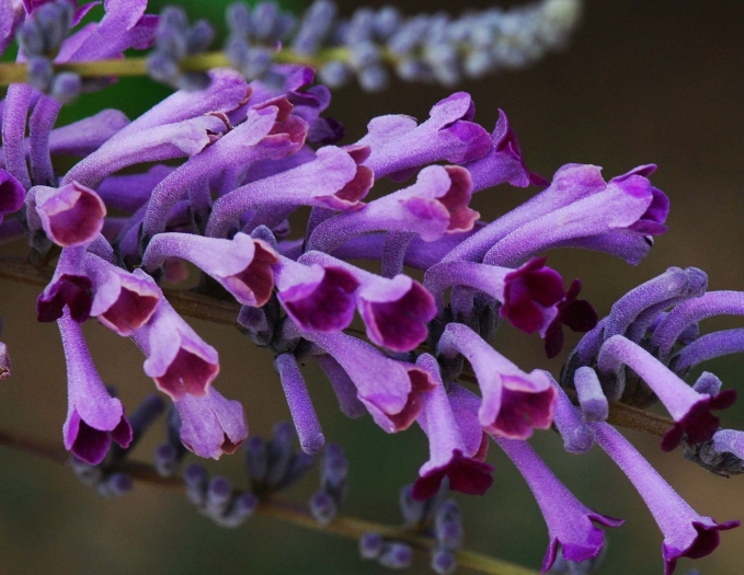 Buddleja lindleyana image