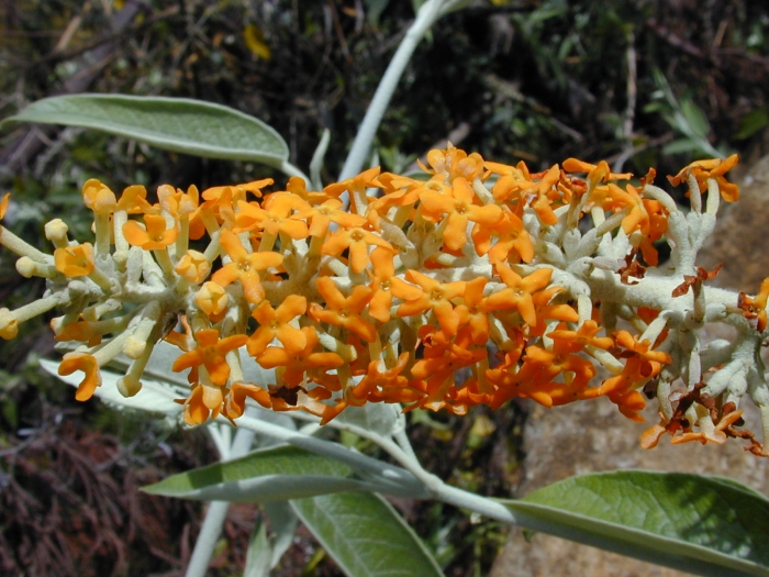 Buddleja madagascariensis image