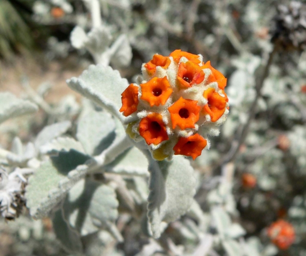 Buddleja marrubiifolia image
