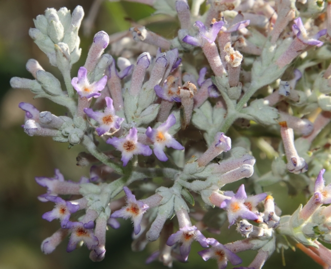 Buddleja salviifolia image