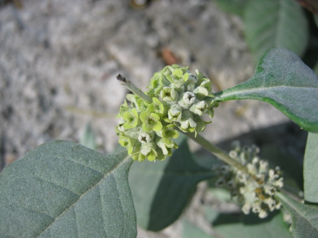 Buddleja sessiliflora image