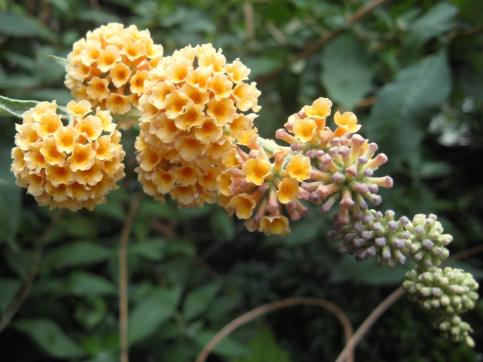 Buddleja ×weyeriana image