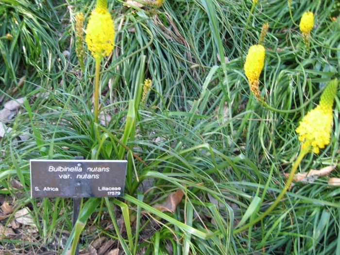 Bulbinella nutans subsp. nutans image