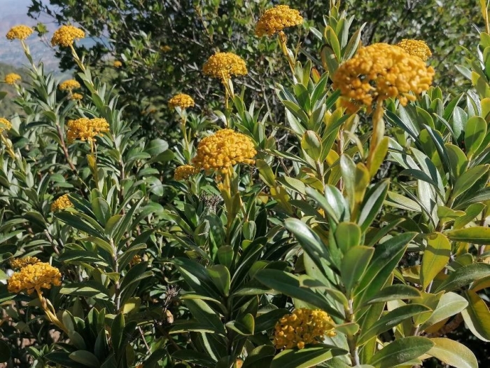 Bupleurum fruticosum image