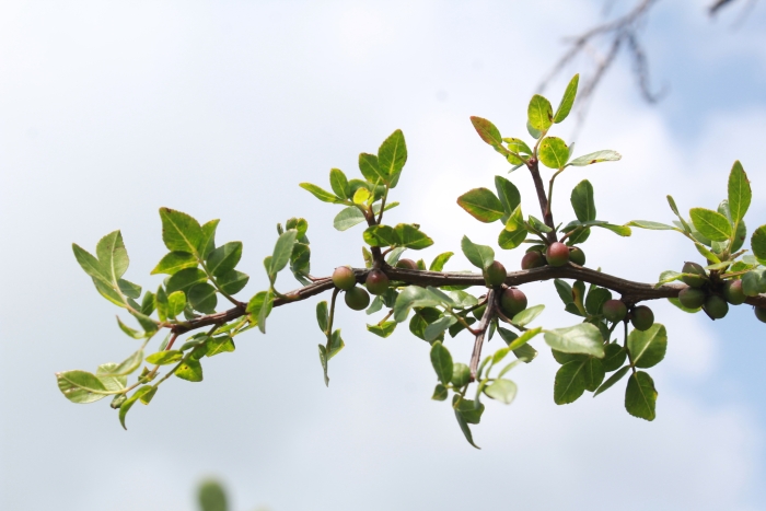 Bursera fagaroides image