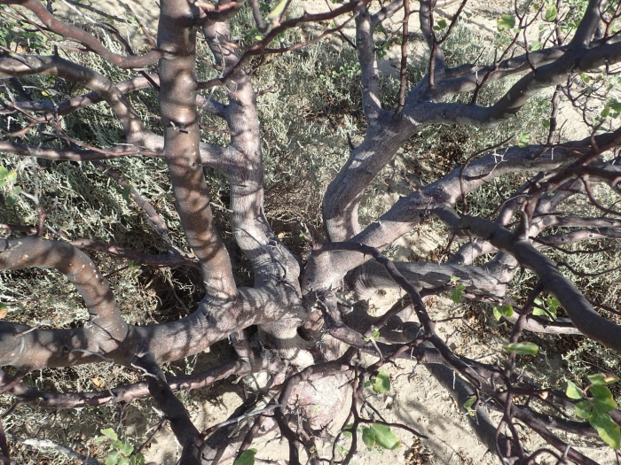 Bursera hindsiana image