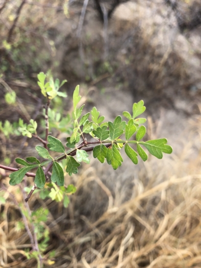 Bursera laxiflora image