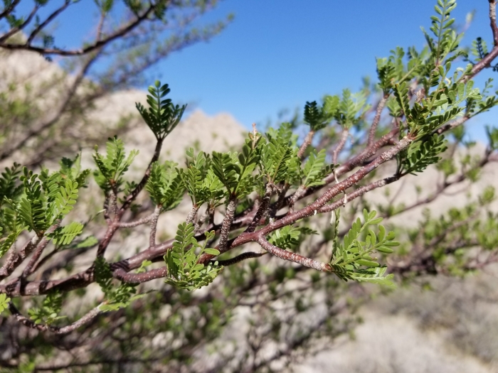 Bursera microphylla image