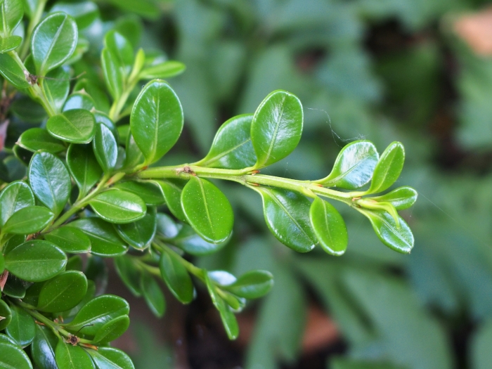 Buxus microphylla image