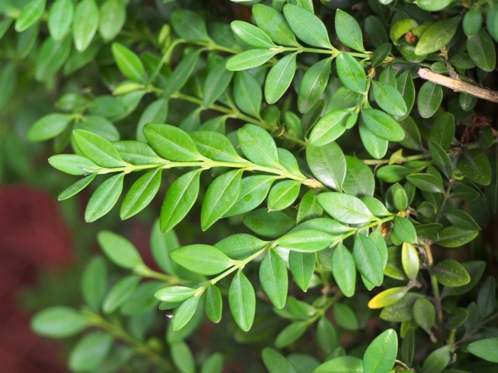 Buxus microphylla var. japonica image