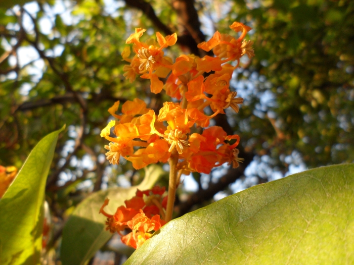Byrsonima crassifolia image
