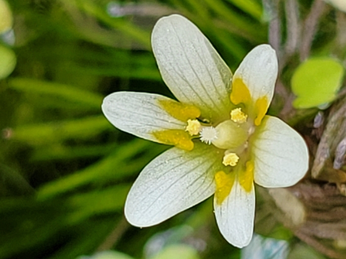 Cabomba caroliniana image
