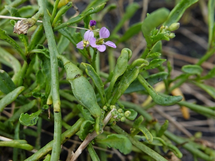 Cakile edentula image