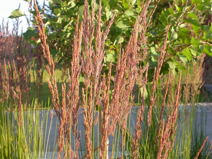 Calamagrostis acutiflora image