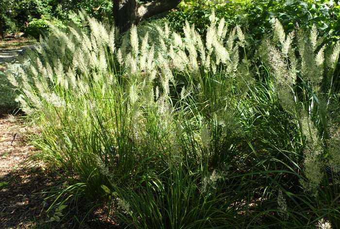 Calamagrostis arundinacea image