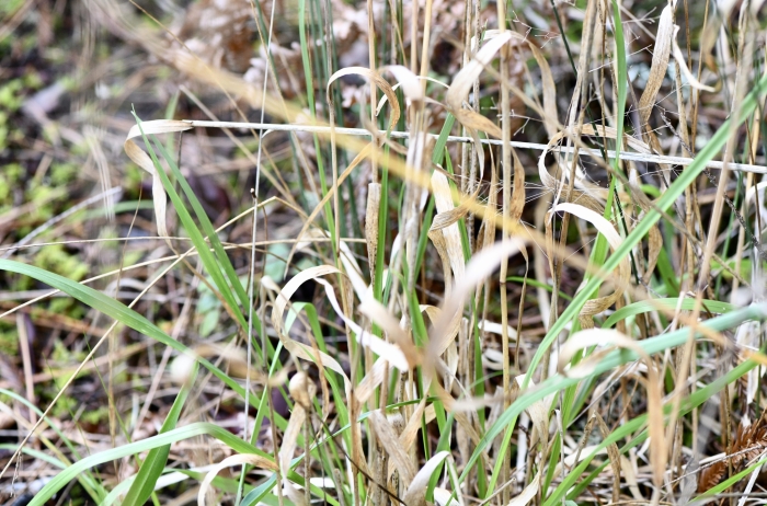 Calamagrostis bolanderi image
