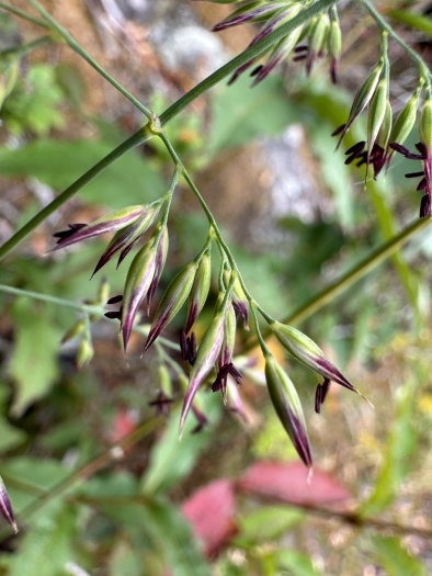 Calamagrostis coarctata image