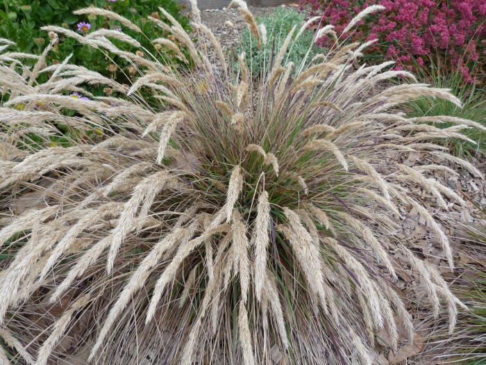 Calamagrostis foliosa image