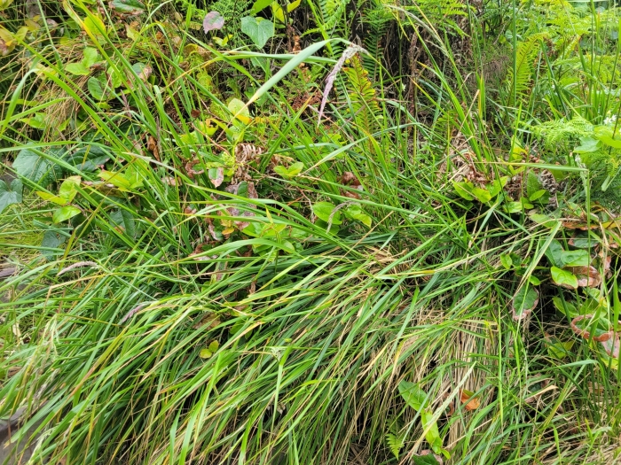 Calamagrostis nutkaensis image