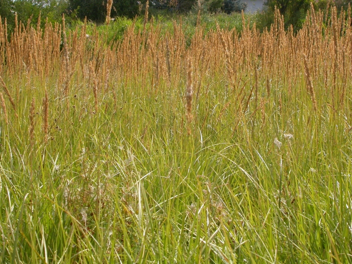 Calamagrostis stricta image