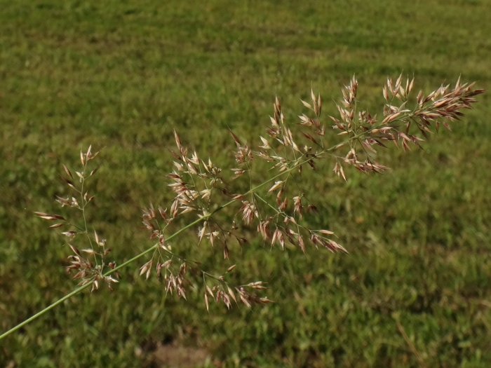 Calamagrostis varia image