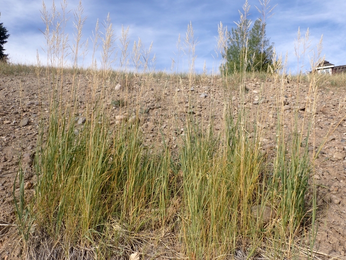Calamovilfa longifolia image