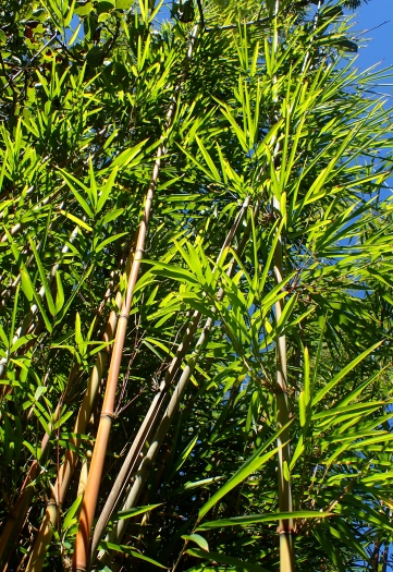 Calamus hookerianus image