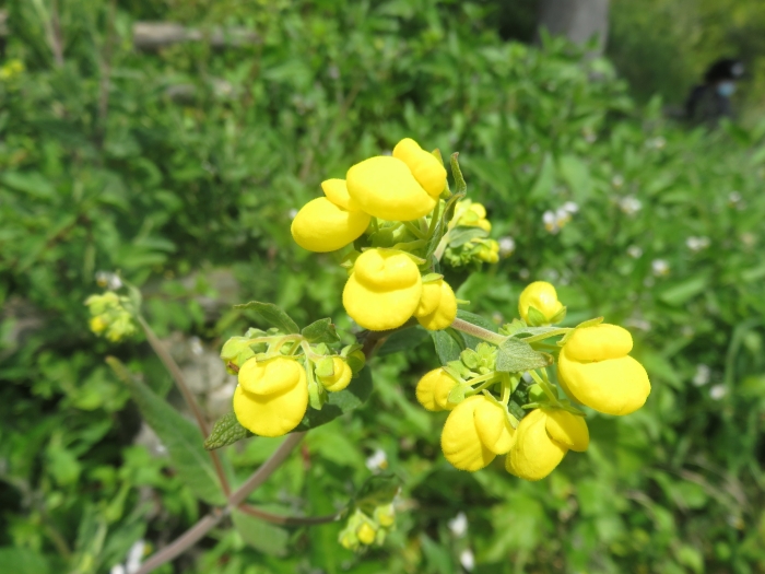 Calceolaria integrifolia image