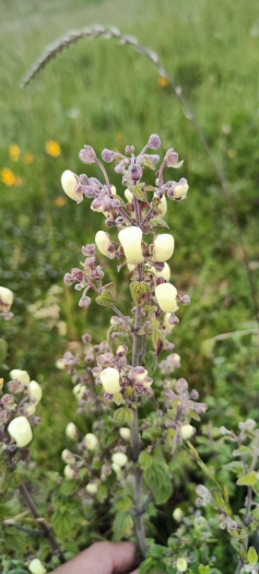 Calceolaria virgata image