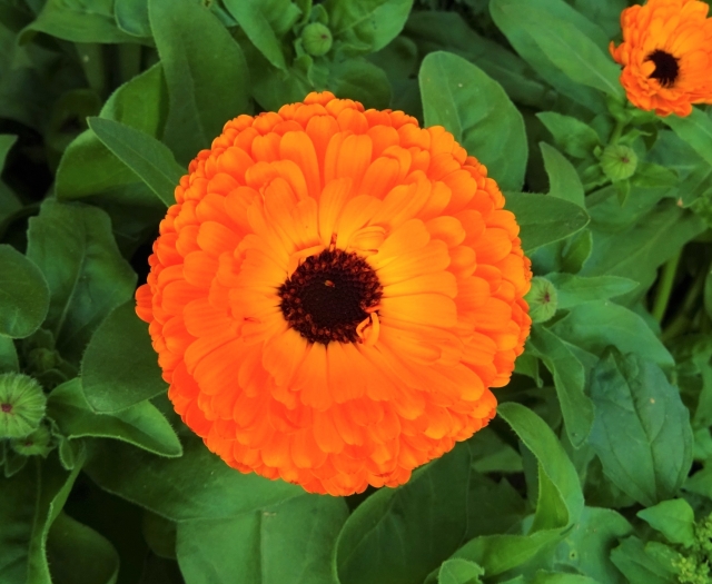Calendula officinalis image