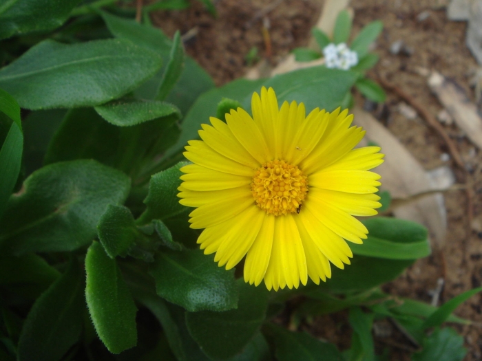 Calendula suffruticosa image